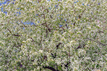 Beautiful apple tree with white flowers. The branches are covered with flowers.