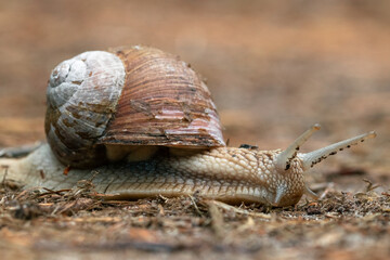A snail crawls along the forest ground
