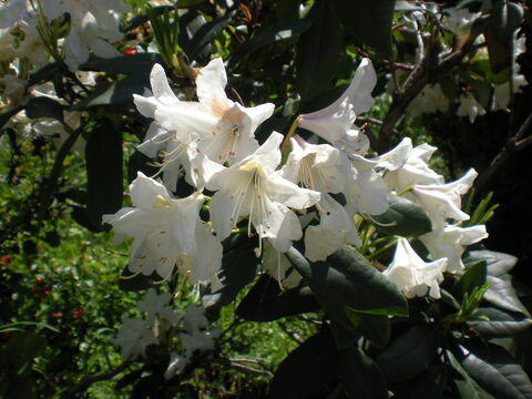 rododendron