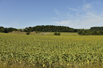 Champ de tournesols à perte de vue sous un ciel bleu près du bourg de Champagne au Périgord Vert 