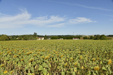 Champ de tournesols à perte de vue sous un ciel bleu près du bourg de Champagne au Périgord Vert 