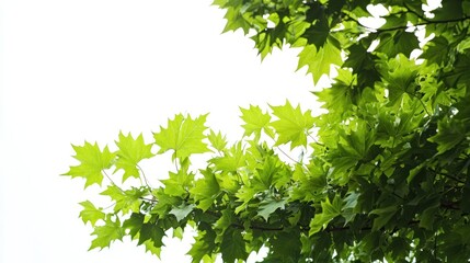 Lush green maple tree, isolated on white background