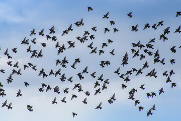 Starlings  at valley of Rodalquilar, spain