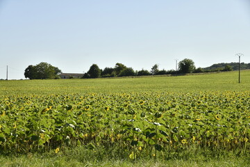 Champ de tournesols en fleur près du village de Champagne au Périgord Vert (Dordogne)