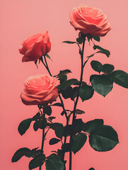 Elegant Red Roses on Pastel Pink Background