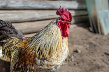 A beautiful yellow rooster on a farm. Portrait of a formidable rooster.