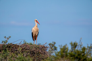 White stork in the nest with the last lights of the day.
