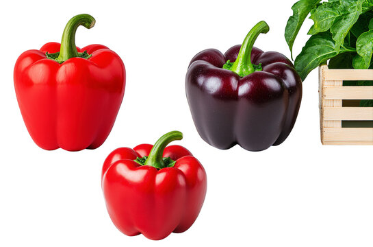 Red and purple bell peppers collection