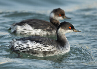 A pair of Black-necked grebe at Tubli bay of Bahrain