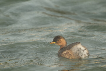 Double exposure image of Little grebe at Tubli bay, Bahrain