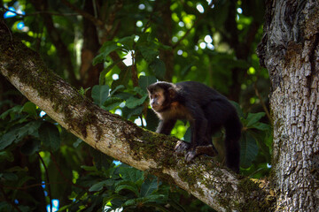 ''Capuchin Monkey climbing tree''
