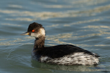 Portrait of a Black-necked grebe at Tubli bay of Bahrain