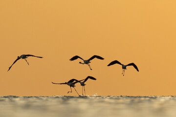 Silhouette of Greater Flamingos takeoff at Asker coast during sunrise, Bahrain