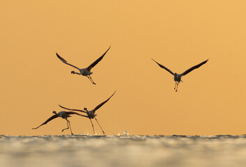 Greater Flamingos takeoff at Asker coast during sunrise, Bahrain