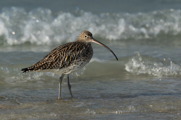 Portrait of a Eurasian curlew at Busaiteen coast, Bahrain