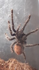 Large tarantula exploring its enclosure in a controlled habitat during daylight hours
