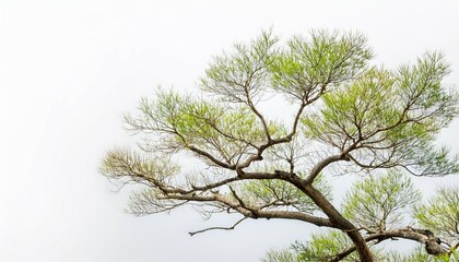 Fototapeta premium single isolated tree branch on white background clean branches