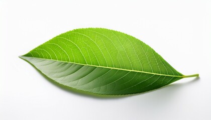 Obraz premium green leaf isolated on white background with soft light effect solitary greenery