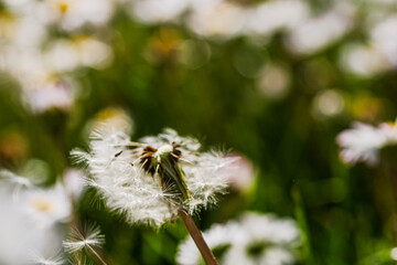 Nature scene with blooming taraxacum, commonly known as dandelion
