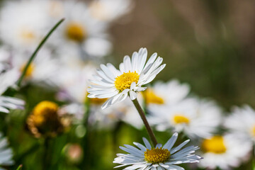Nature scene with blooming bellis perennis, commonly known as the white daisy © Vlad Ispas