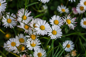 Nature scene with blooming bellis perennis, commonly known as the white daisy