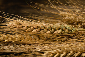 Wheat detail. Cereals for bakery, flour production