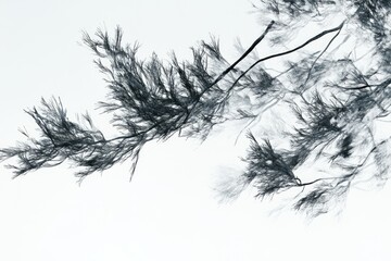 Obraz premium Black and white close-up shot of delicate, slender tree branches against a bright background.