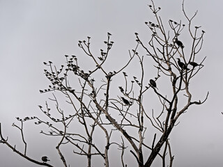 Cormorants and other birds in a bare tree on a grey autumn day in Bourgoyen nature reserve, Ghent, Flanders, Belgium - Phalacrocoracidae 
