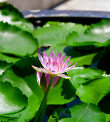 Water lily in the small pond of Grand Palace Bangkok Thailand.