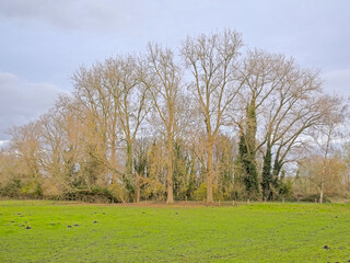  autumn marsh landscape in Bourgoyen nature reserve, Ghent, Flanders, Belgium
