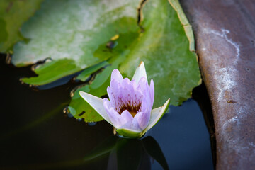 Water lily in the small pond of Grand Palace Bangkok Thailand.