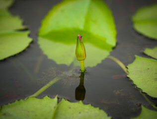 Water lily and fingerlings in the small pond of Grand Palace Bangkok Thailand.