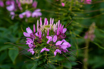  Spider flowers in Queen Sirikit Park Bangkok Thailand.