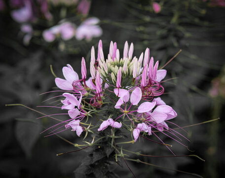  Spider flowers in Queen Sirikit Park Bangkok Thailand.