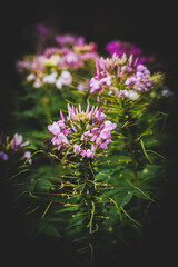  Spider flowers in Queen Sirikit Park Bangkok Thailand.