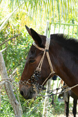 portrait of a horse
