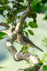 bird on a branch