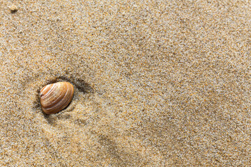 A small shell is sitting in the sand