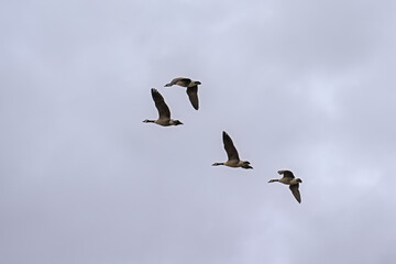 four Canada geese in flight on a cloudy sky, view from below - Branta canadensis 