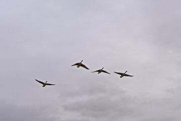 Canada geese in flight on a cloudy sky, view from below - Branta canadensis 