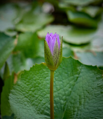 Water lily in the pond of Queen Sirikit Park Bangkok Thailand.