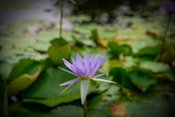 Water lily in the pond of Queen Sirikit Park Bangkok Thailand.