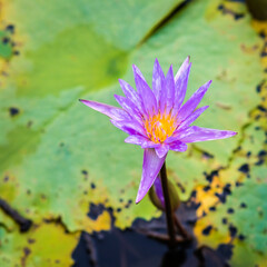 Water lily in the pond of Queen Sirikit Park Bangkok Thailand.