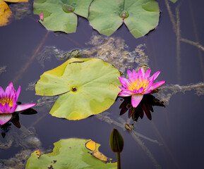Water lilies in the pond of Queen Sirikit Park Bangkok Thailand.