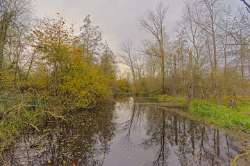 creek with bare tree and reed reflecting in the water on a cloudy autmn day in Bourgoyen nature reserve, Ghent, Flanders, Belgium
