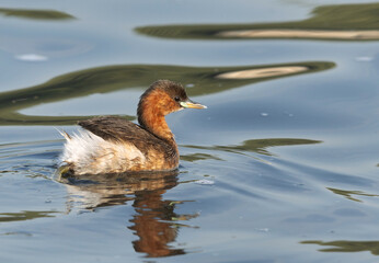 Closeup of a Little grebe at Tubli bay, Bahrain
