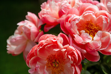 Pfingstrosen-Strauß