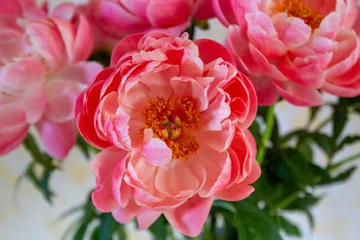 Fototapete Pfingstrosen Pfingstrosen-Strauß  © E. Schittenhelm