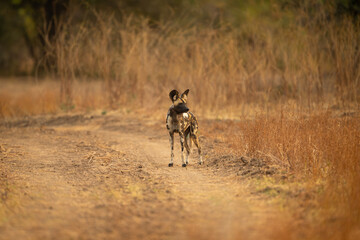 African wild dog standing on sand track