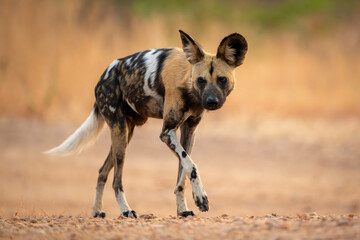 African wild dog runs over sandy ground
